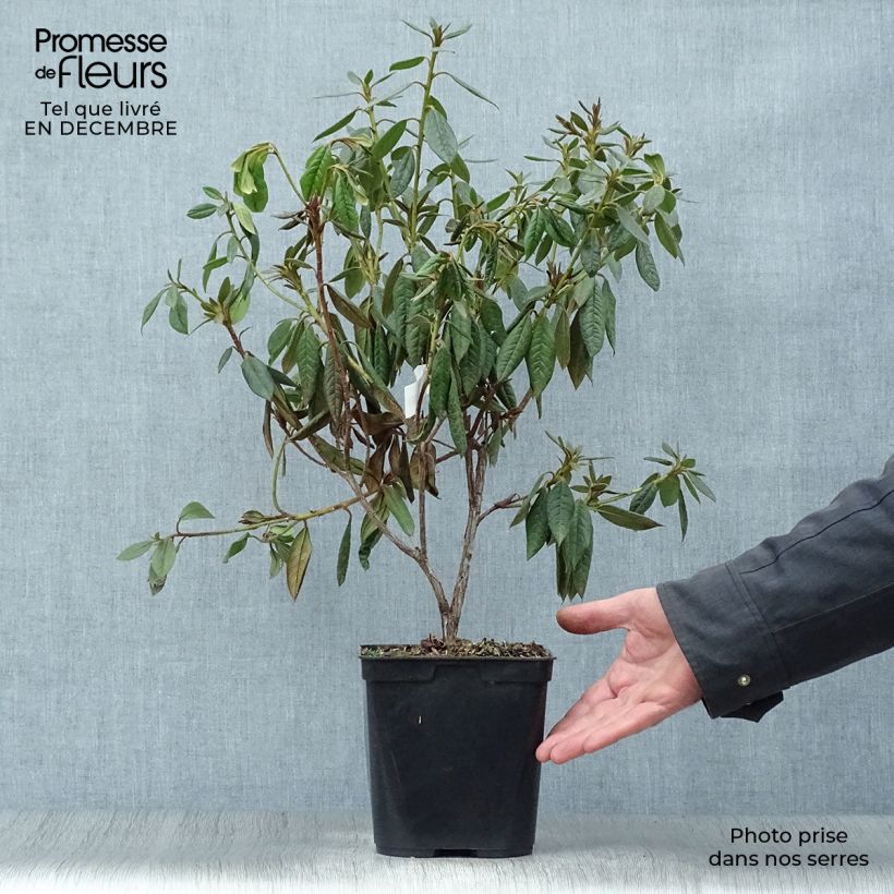 Rhododendron Fragrantissimum 3L/4L pot sample as delivered in winter