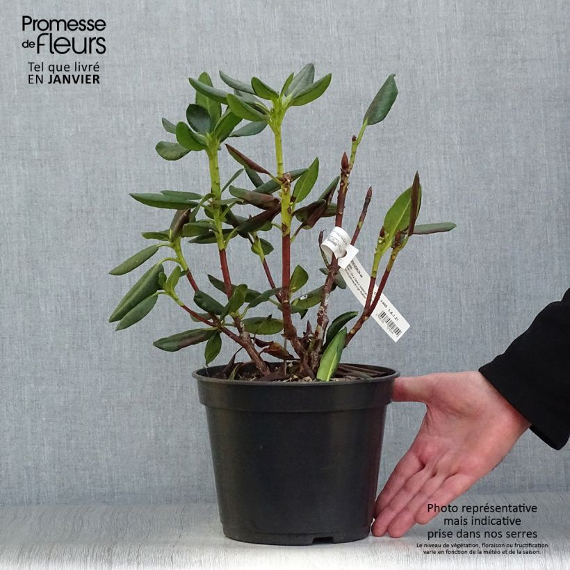 Rhododendron Gedser Gold 4L/5L pot sample as delivered in winter