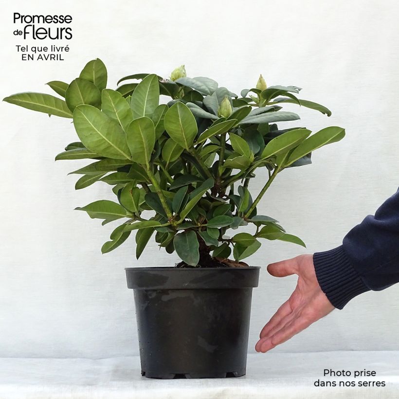 Rhododendron Germania 4L/5L pot sample as delivered in spring
