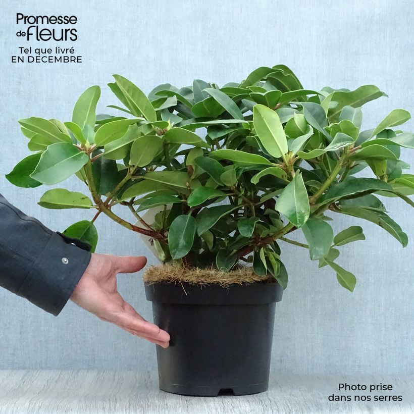 Rhododendron Germania 4L/5L pot sample as delivered in winter