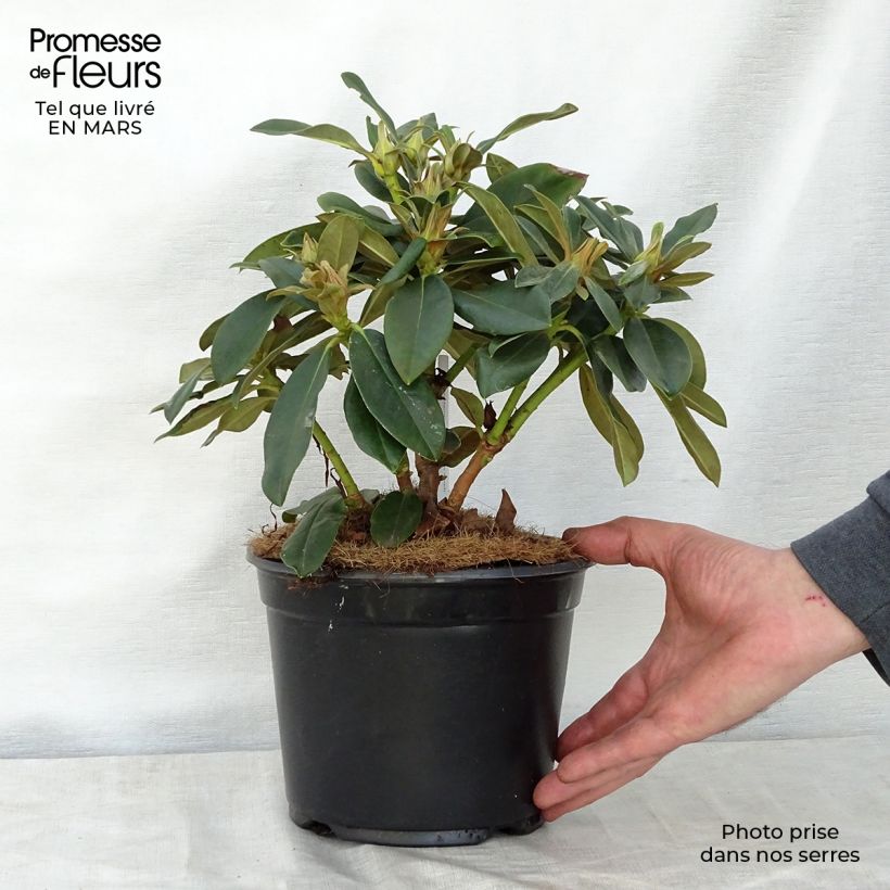 Rhododendron x yakushimanum Golden Torch 3L/4L pot sample as delivered in spring