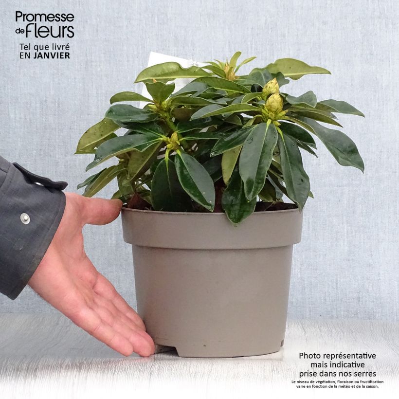 Rhododendron x yakushimanum Golden Torch 3L/4L pot sample as delivered in winter
