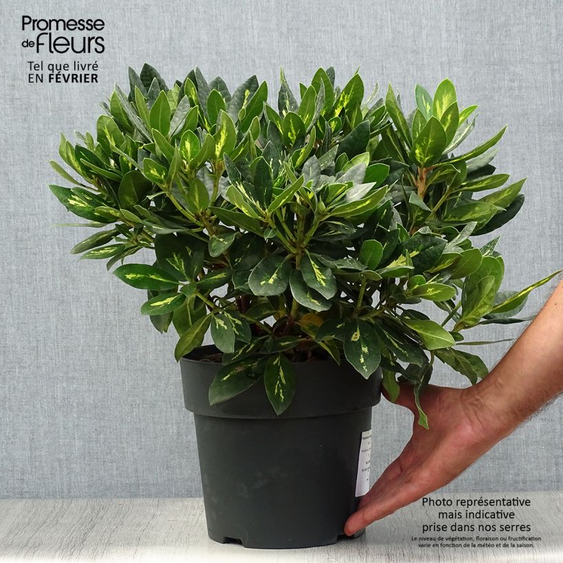 Rhododendron Goldflimmer 3L/4L pot sample as delivered in autumn