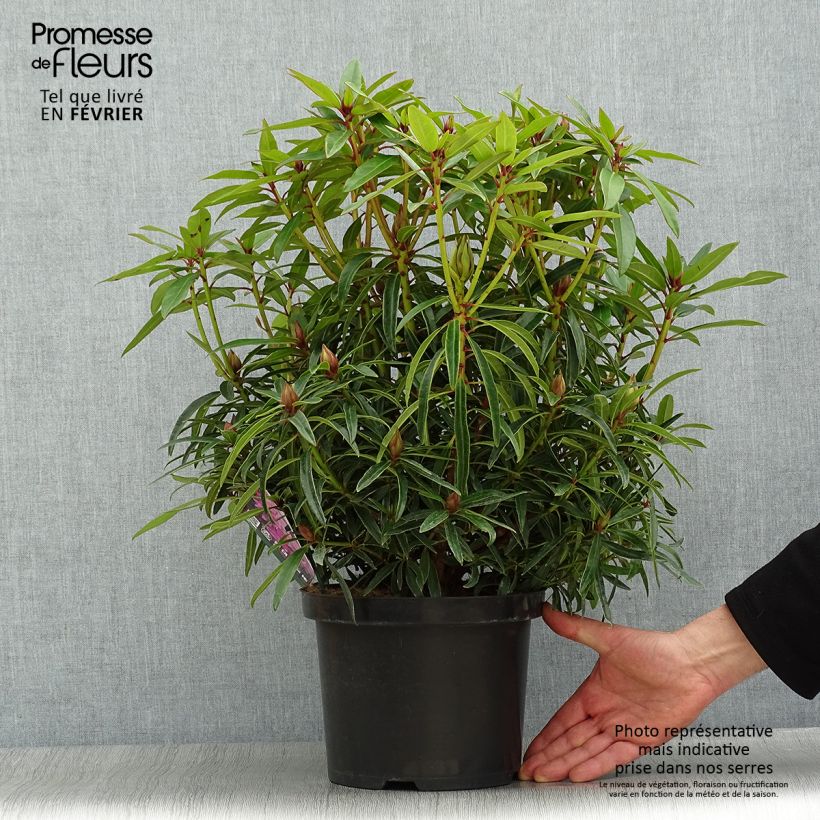 Rhododendron Graziella 3L/4L pot sample as delivered in winter