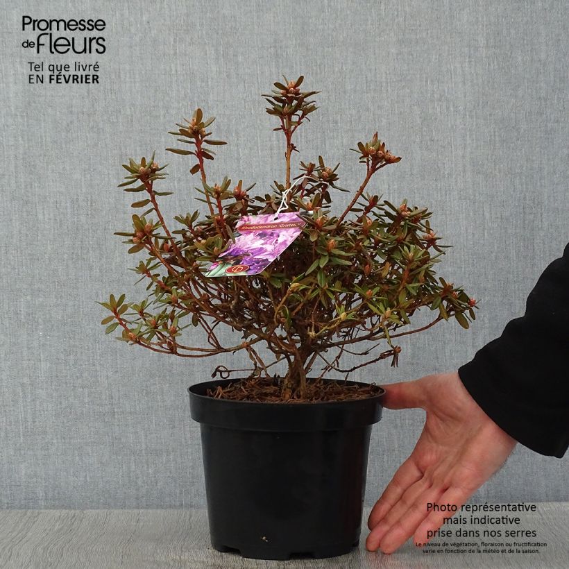 Rhododendron x impeditum Gristede 2L/3L pot sample as delivered in winter