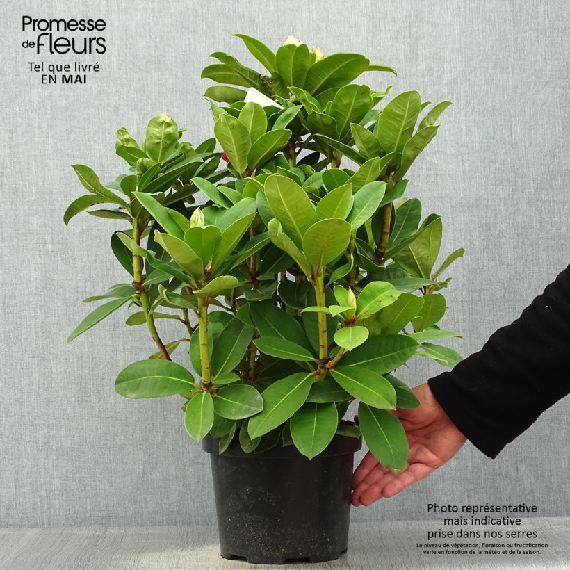 Rhododendron Halfdan Lem 4L/5L pot sample as delivered in spring