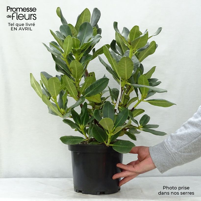 Rhododendron Horizon Monarch 4L/5L pot sample as delivered in spring