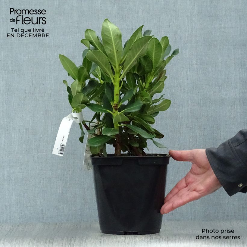 Rhododendron Horizon Monarch 4L/5L pot sample as delivered in winter