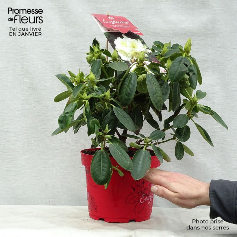 Rhododendron INKARHO Bellini 4L/5L pot sample as delivered in winter