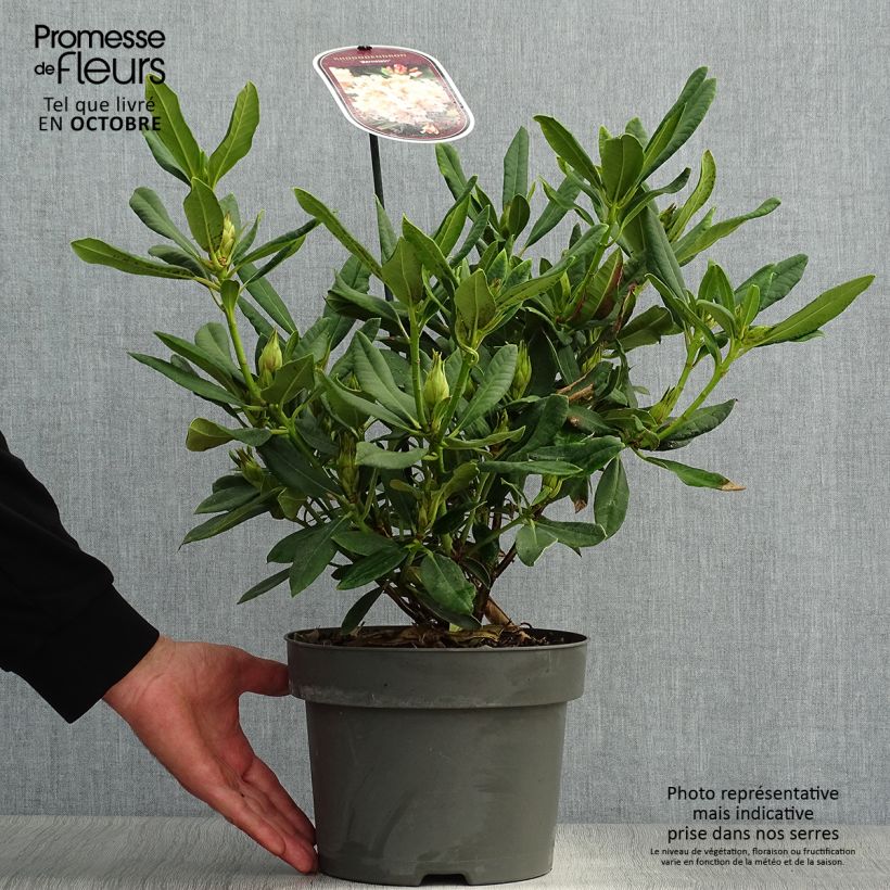 Rhododendron INKARHO Bernstein 4L/5L pot sample as delivered in autumn
