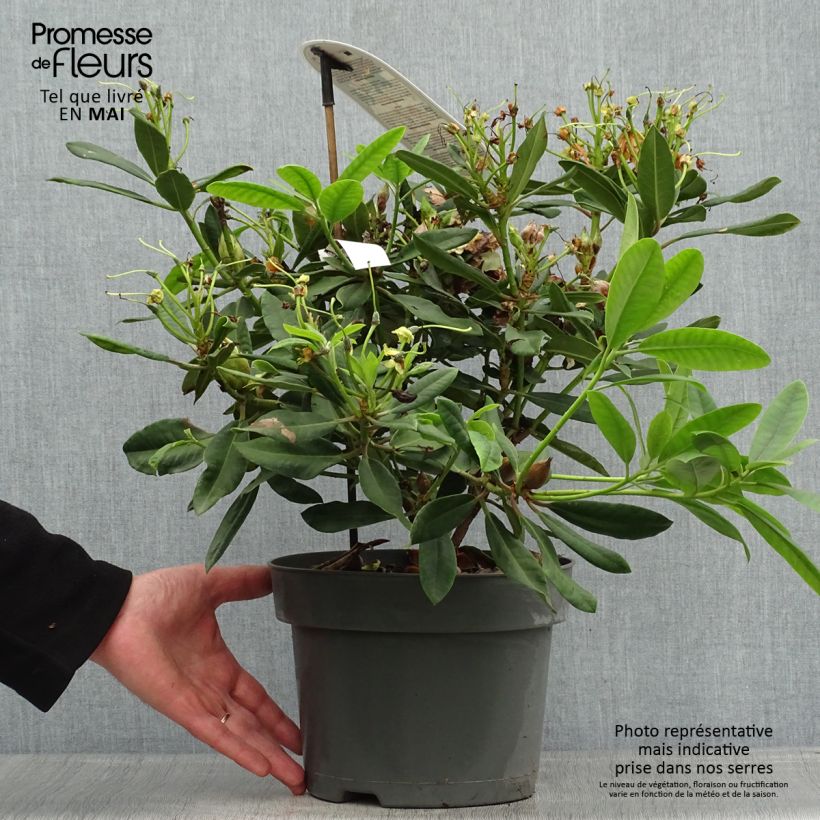 Rhododendron INKARHO Bernstein 4L/5L pot sample as delivered in spring