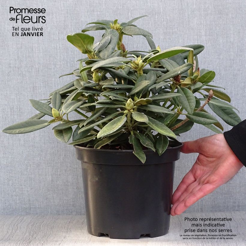 Rhododendron INKARHO Brigitte 4L/5L pot sample as delivered in winter