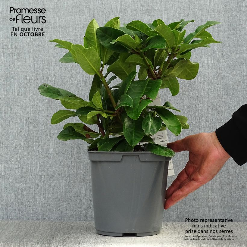 Rhododendron INKARHO Furnivalls Daughter 3L/4L pot sample as delivered in autumn