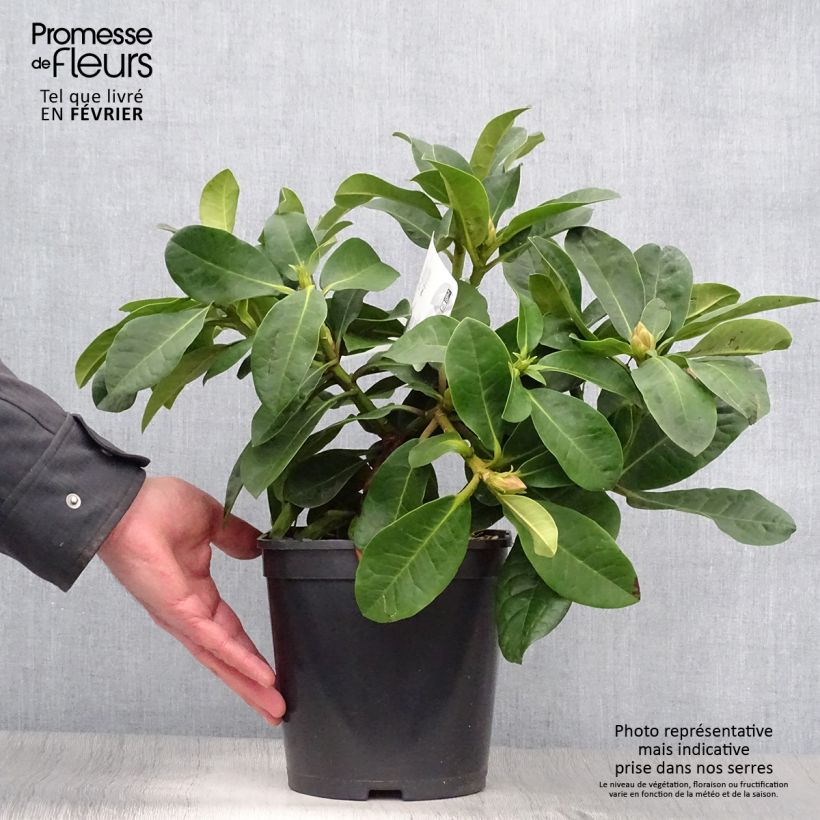 Rhododendron INKARHO Furnivalls Daughter 3L/4L pot sample as delivered in winter