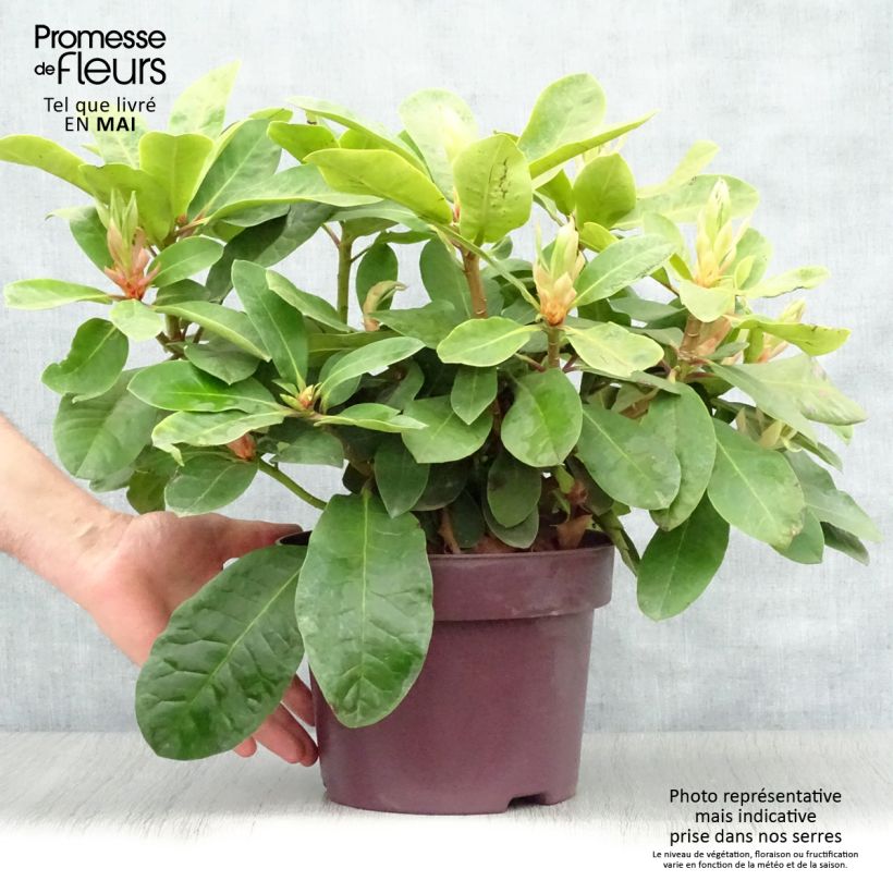 Rhododendron INKARHO Furnivalls Daughter 3L/4L pot sample as delivered in spring