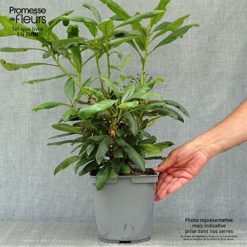 Rhododendron INKARHO Marcel Ménard 4L/5L pot sample as delivered in summer