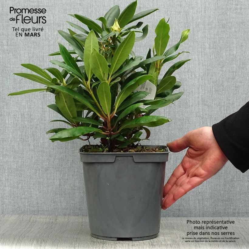Rhododendron INKARHO Marcel Ménard 4L/5L pot sample as delivered in spring