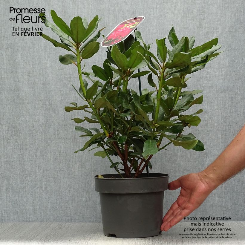 Rhododendron INKARHO Nova Zembla 4L/5L pot sample as delivered in autumn