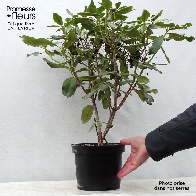 Rhododendron INKARHO Nova Zembla 4L/5L pot sample as delivered in winter