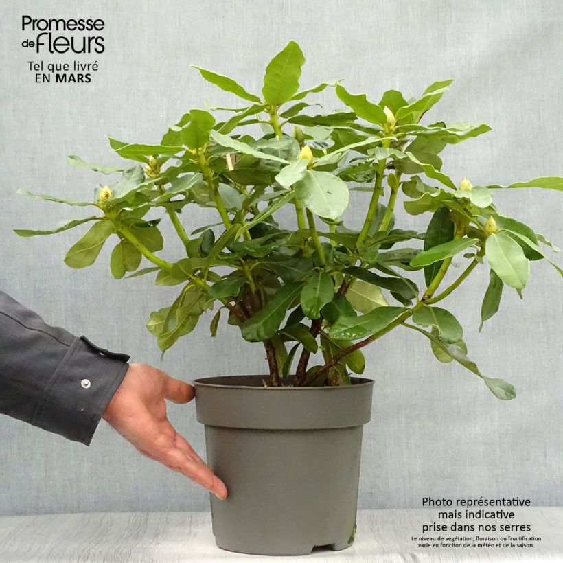 Rhododendron INKARHO Nova Zembla 4L/5L pot sample as delivered in spring