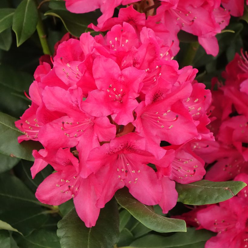 Rhododendron INKARHO Nova Zembla (Flowering)