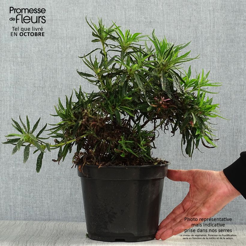 Rhododendron Linearifolium - Dwarf Rhododendron 4L/5L pot sample as delivered in autumn