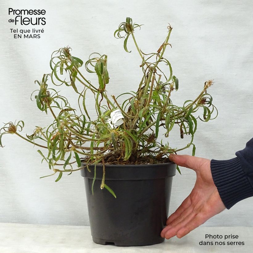 Rhododendron Linearifolium - Dwarf Rhododendron 4L/5L pot sample as delivered in spring