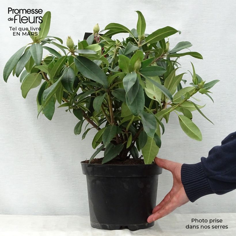 Rhododendron Marie Forte 4L/5L pot sample as delivered in spring
