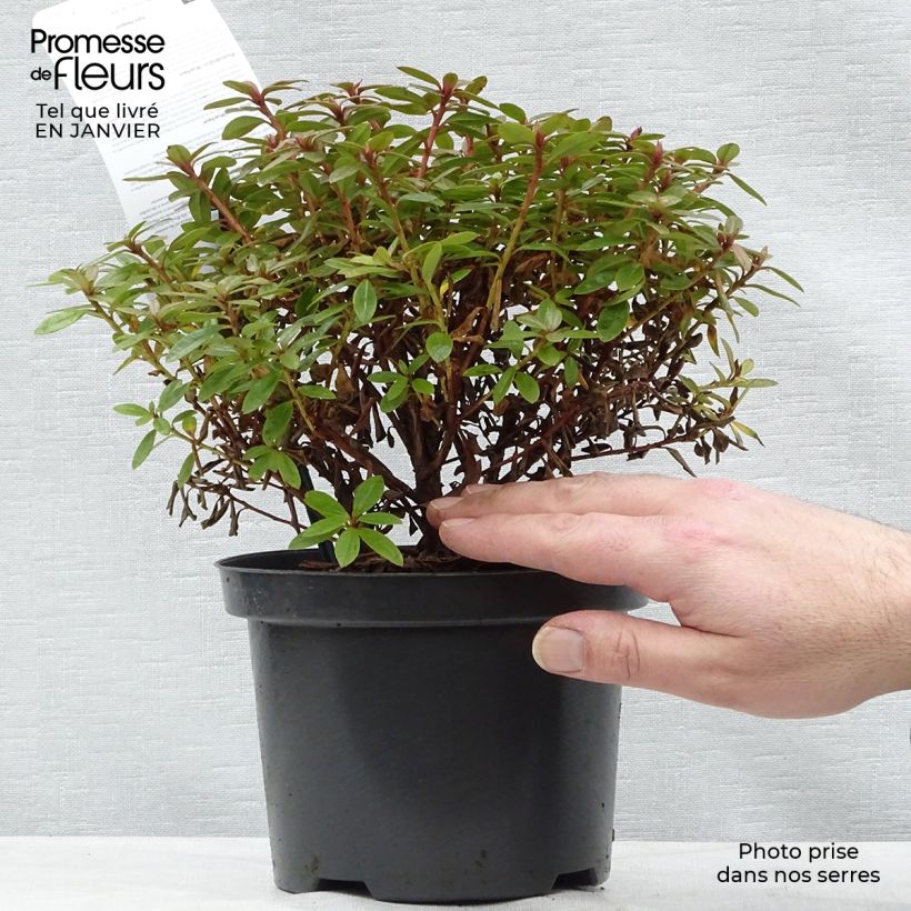 Rhododendron impeditum Moerheim 2L/3L pot sample as delivered in winter
