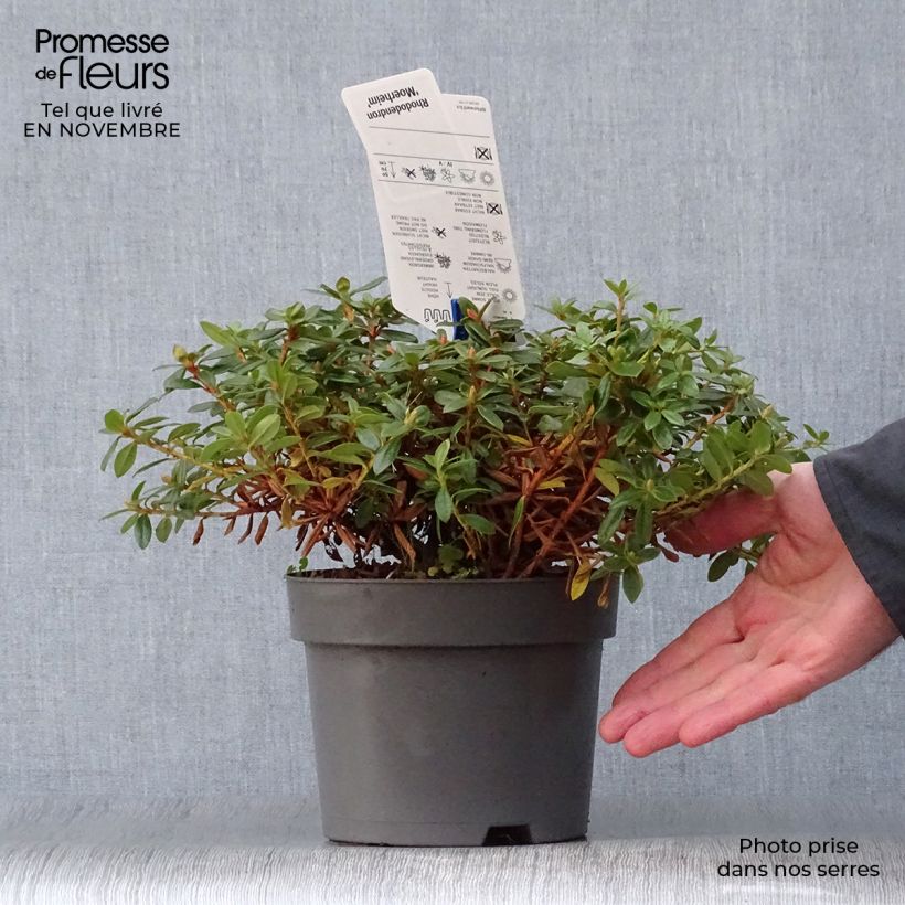 Rhododendron impeditum Moerheim 2L/3L pot sample as delivered in autumn