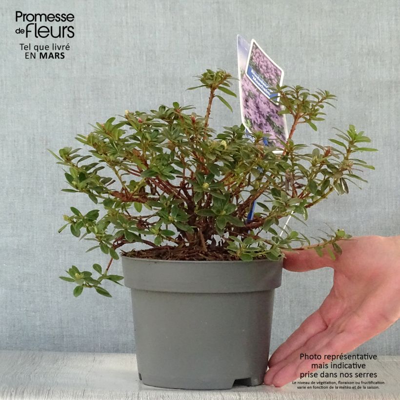 Rhododendron impeditum Moerheim 2L/3L pot sample as delivered in spring