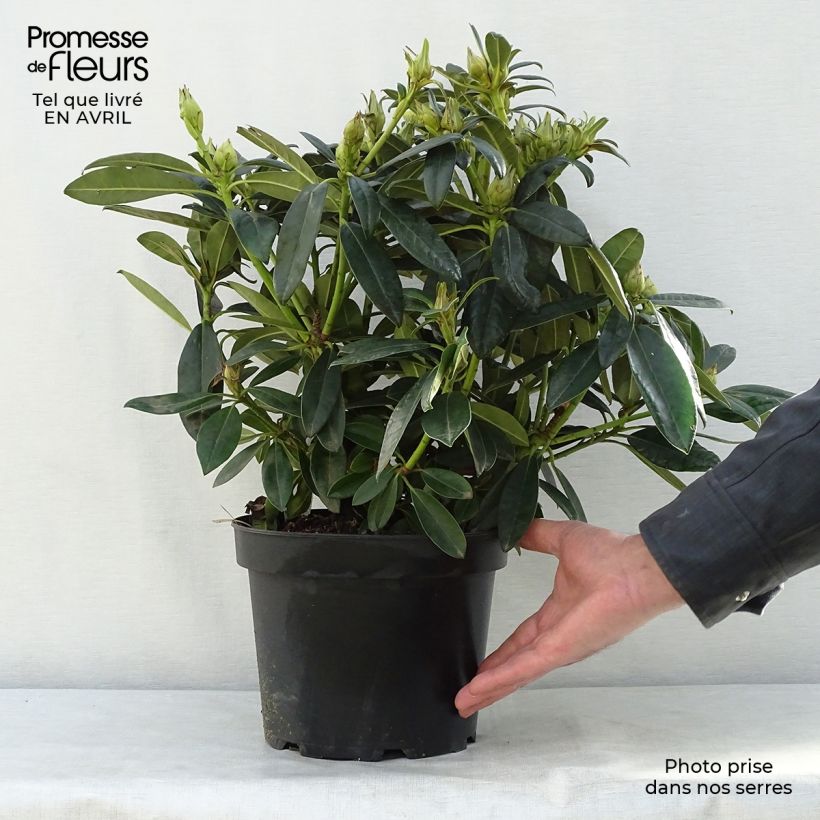 Rhododendron yakushimanum Percy Wiseman 3L/4L pot sample as delivered in spring