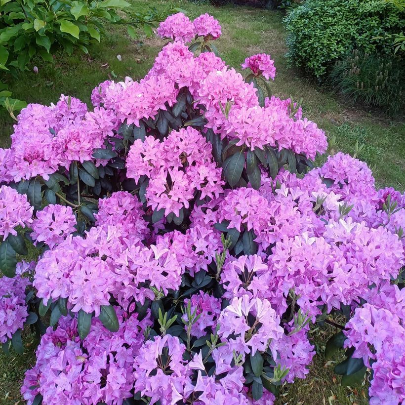 Rhododendron catawbiense Roseum Elegans (Plant habit)