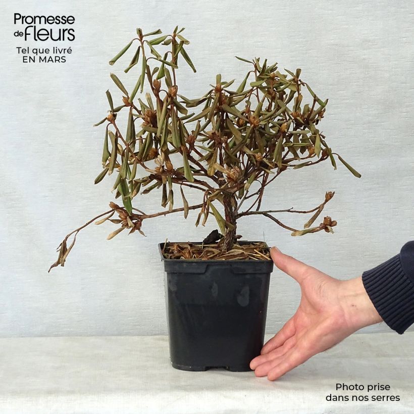 Rhododendron Saffron Queen 3L/4L pot sample as delivered in spring