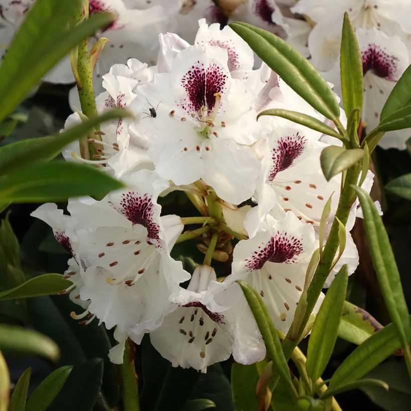 Rhododendron Sappho (Flowering)