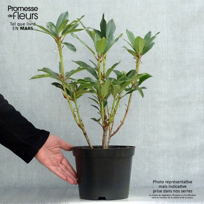 Rhododendron Sappho 4L/5L pot sample as delivered in spring