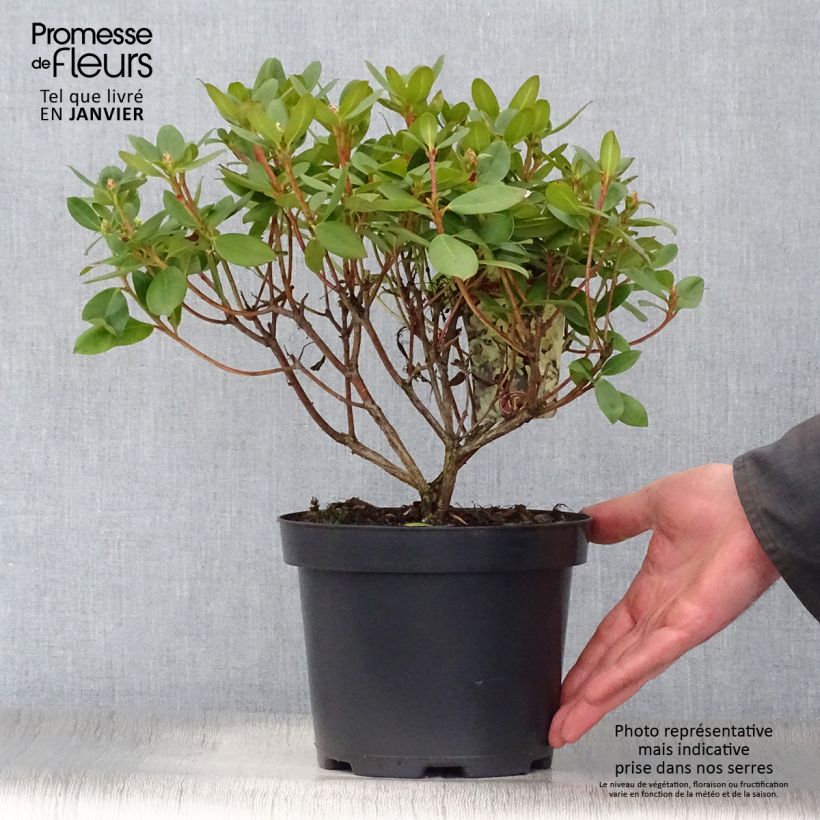 Rhododendron Shamrock 2L/3L pot sample as delivered in winter