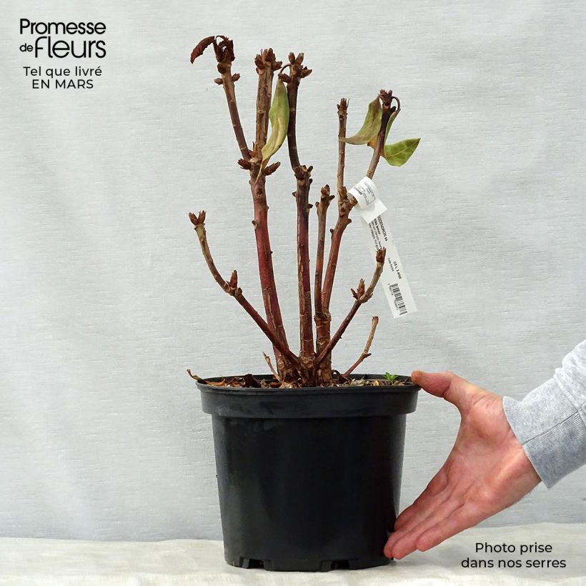 Rhododendron Sir Charles Lemon 4L/5L pot sample as delivered in spring