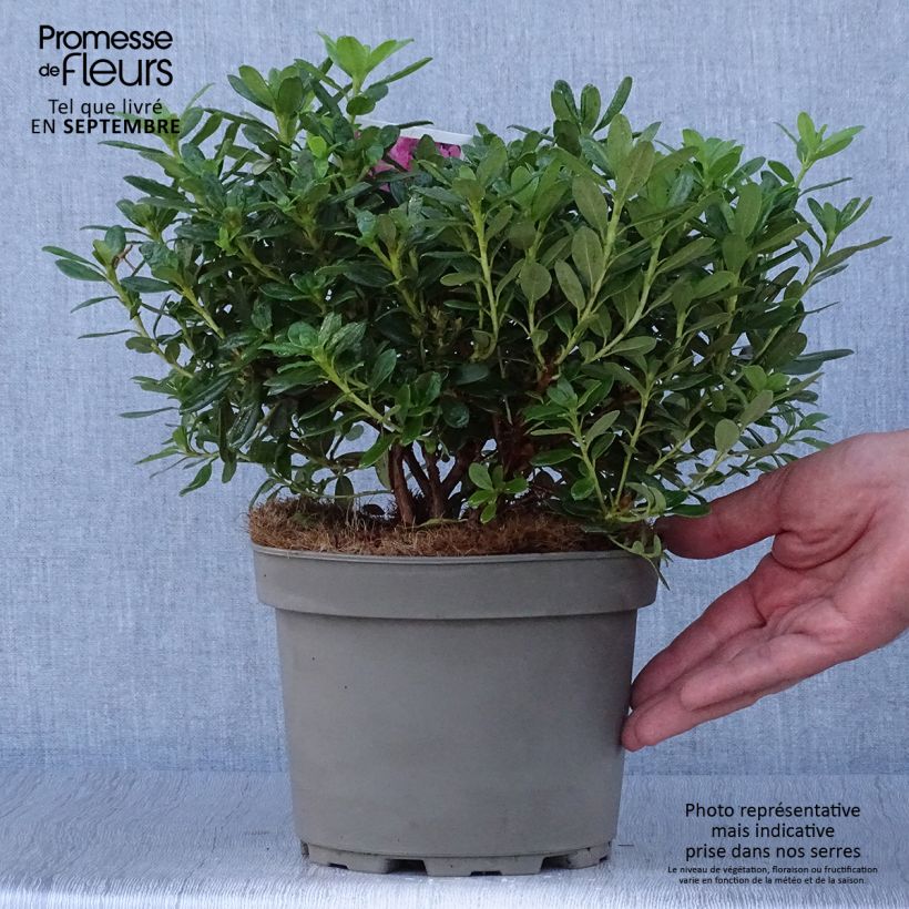 Rhododendron Snipe 2L/3L pot sample as delivered in autumn