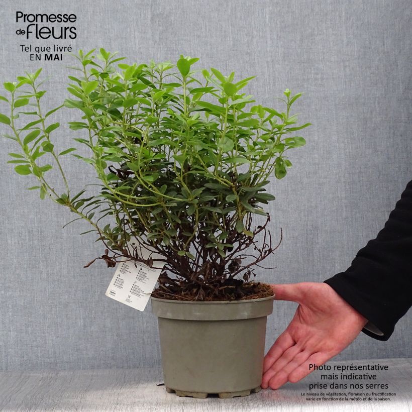 Rhododendron Snipe 2L/3L pot sample as delivered in spring