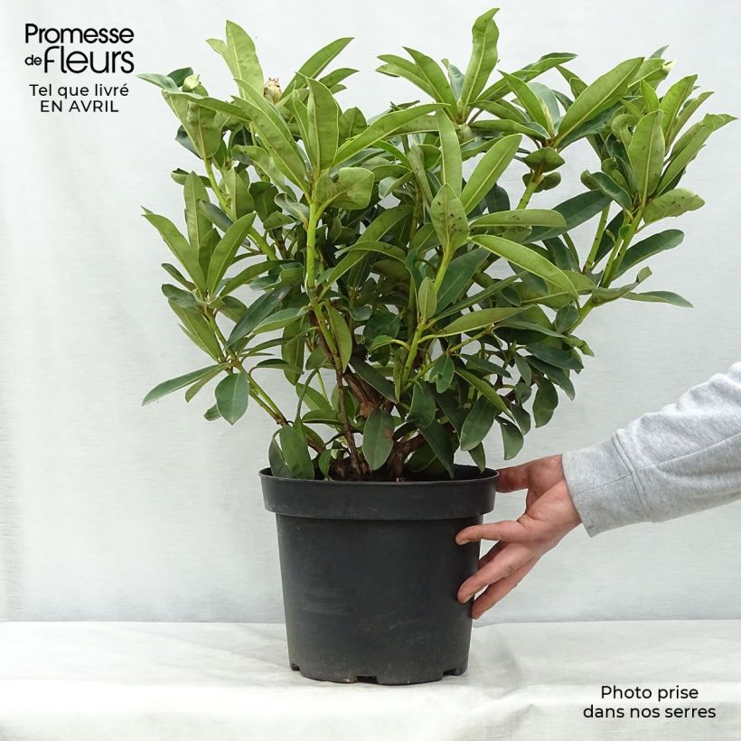 Rhododendron Wilgens Ruby 4L/5L pot sample as delivered in spring