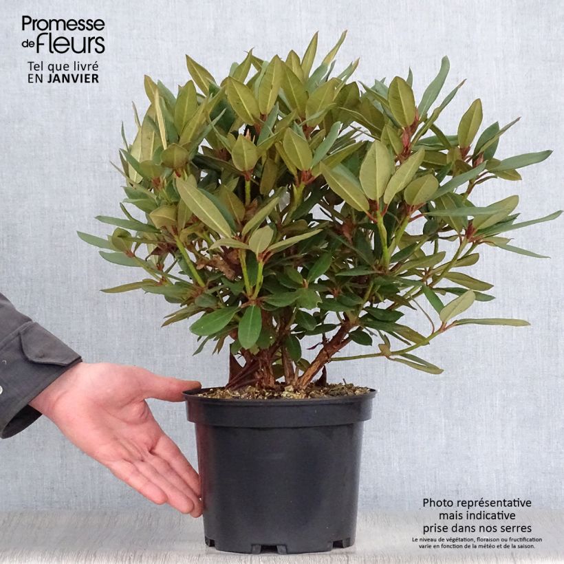 Rhododendron griersonianum Winsome 3L/4L pot sample as delivered in winter