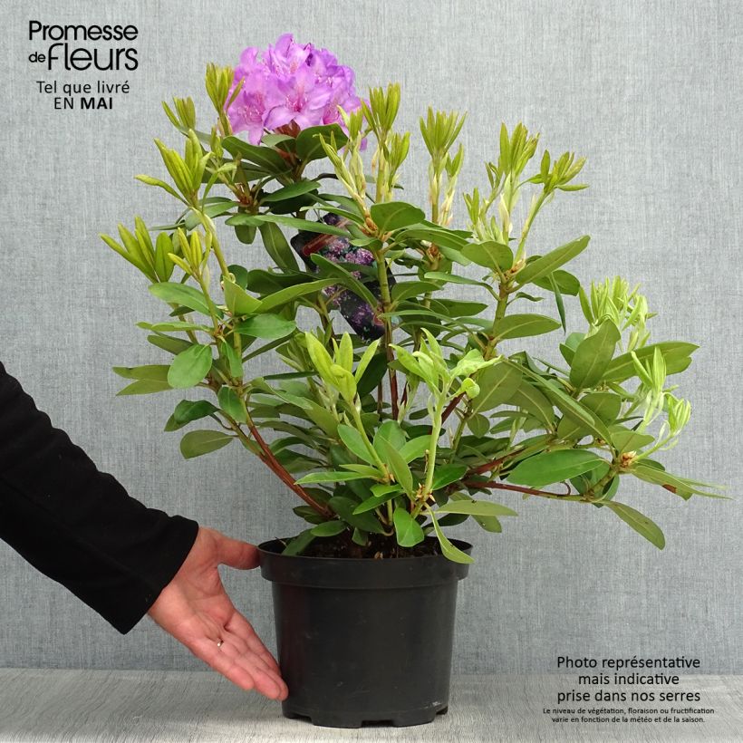 Rhododendron catawbiense Boursault 4L/5L pot sample as delivered in spring