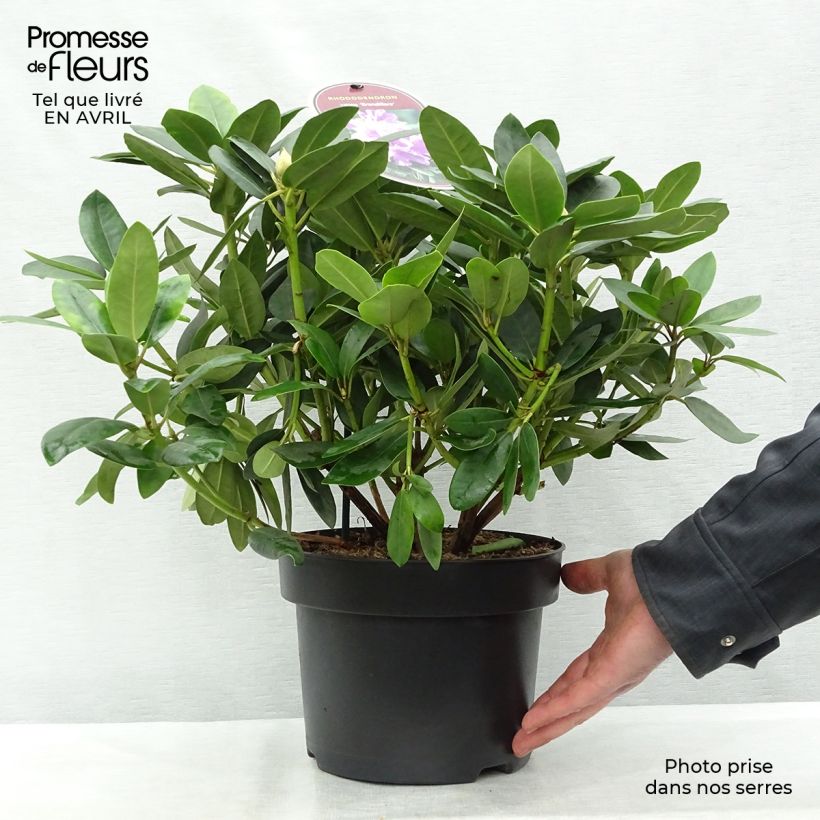 Rhododendron catawbiense Grandiflorum - Large-flowered rhododendron 4L/5L pot sample as delivered in spring
