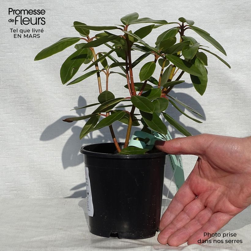 Rhododendron catawbiense Grandiflorum - Large-flowered rhododendron 12cm pot sample as delivered in spring