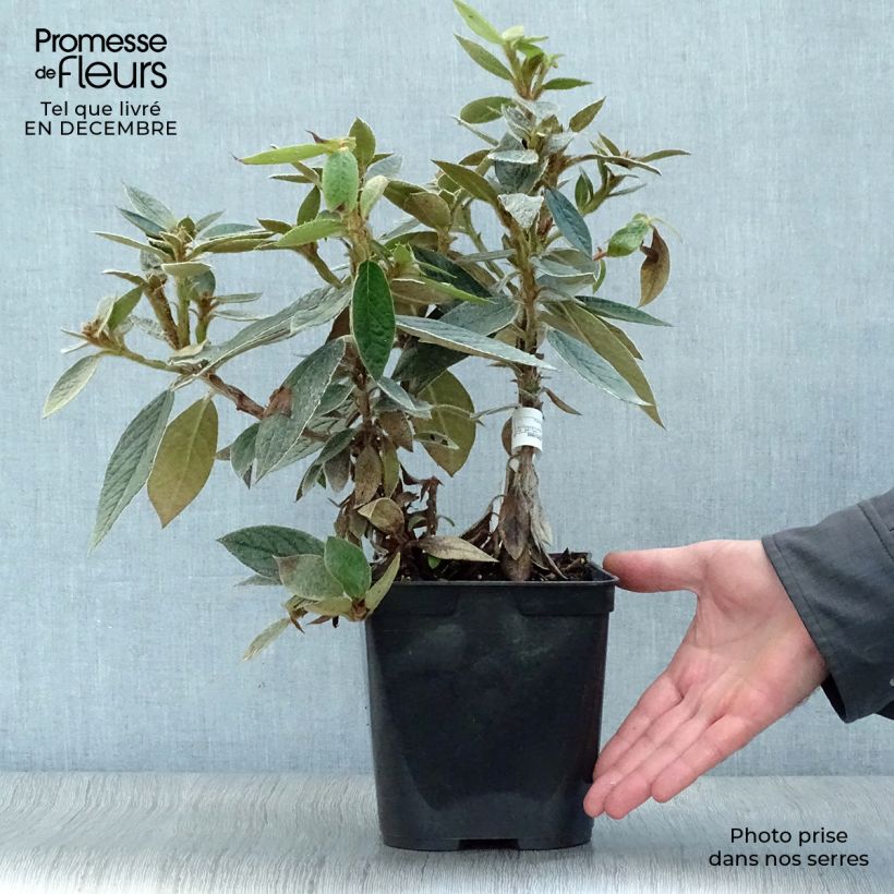 Rhododendron edgeworthii 3L/4L pot sample as delivered in winter