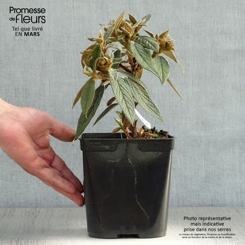 Rhododendron edgeworthii 3L/4L pot sample as delivered in spring