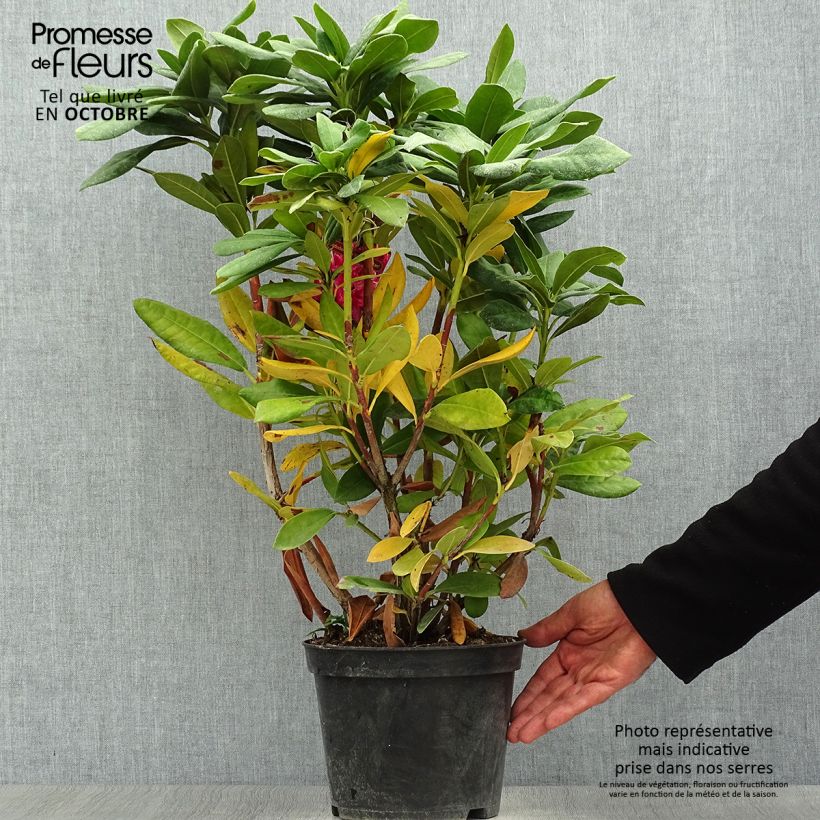 Rhododendron Cosmopolitan 2L/3L pot sample as delivered in autumn