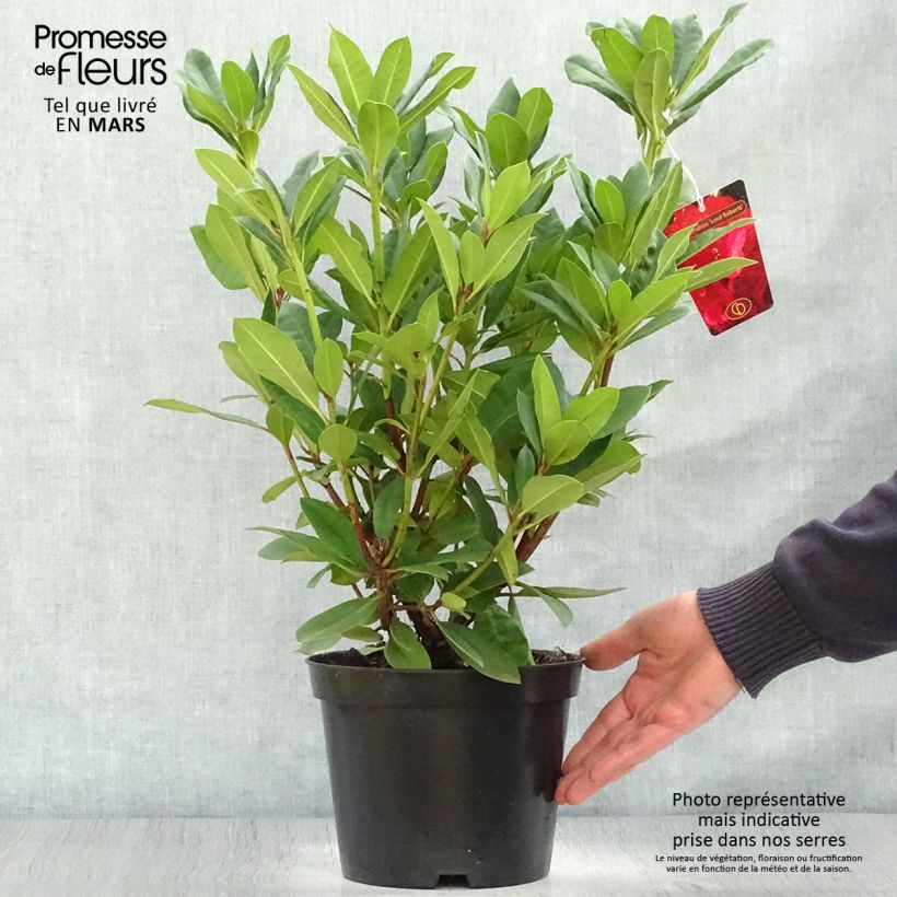 Rhododendron Lord Roberts 4L/5L pot sample as delivered in spring