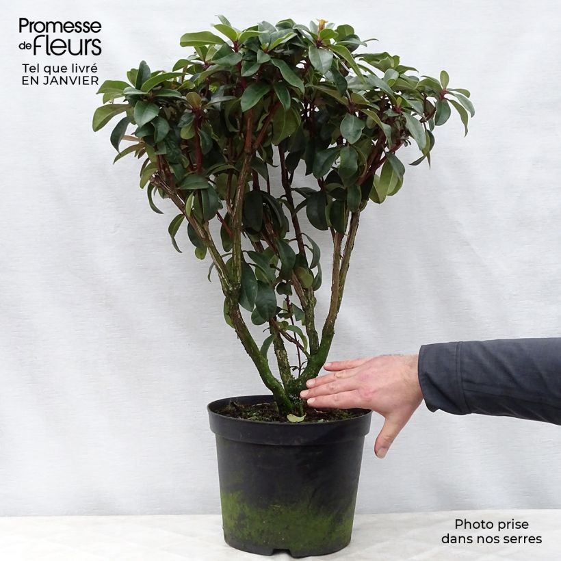 Rhododendron Mosers Maroon 7.5L/10L pot sample as delivered in winter